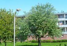 Bomen in Purmerend: verzorging en onderhoud BoomEA
