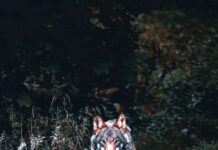 Sneller vergunning voor afschieten probleemwolf
