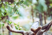 Natuur wordt cultuurlandschap en andersom?