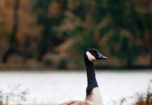 Zorgvuldige afweging nodig bij stelselwijziging jacht en faunabeheer