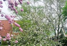 Plaatsen Appelboom Beemster Herfst met bankje bij Molentocht afgerond