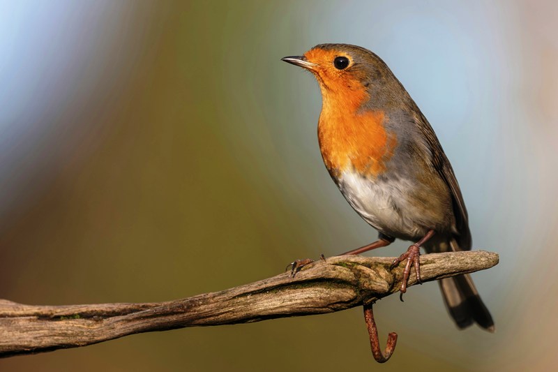 Tel mee én maak het verschil