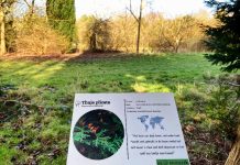 Zaterdag 7 maart vieren we de Boomfeestdag