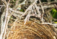 Start broedseizoen: bescherm de jonkies