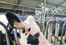 Bedrijfsbezoek melkveebedrijf bij de familie Van Baar